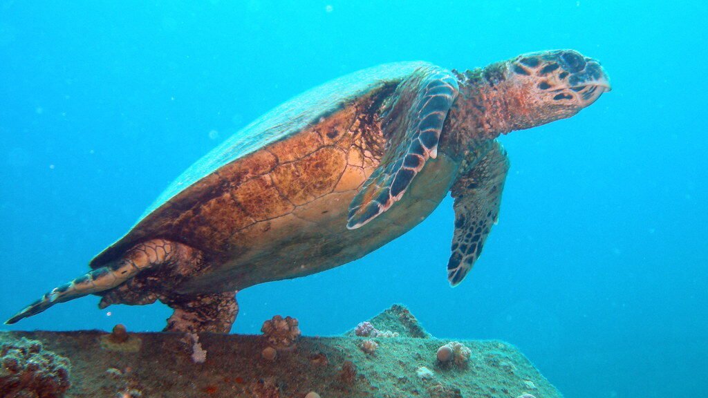 habitat de la tortuga boba