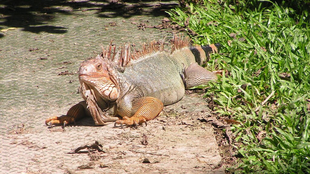 iguana verde