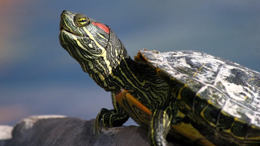 tamaño de la tortuga de orejas rojas