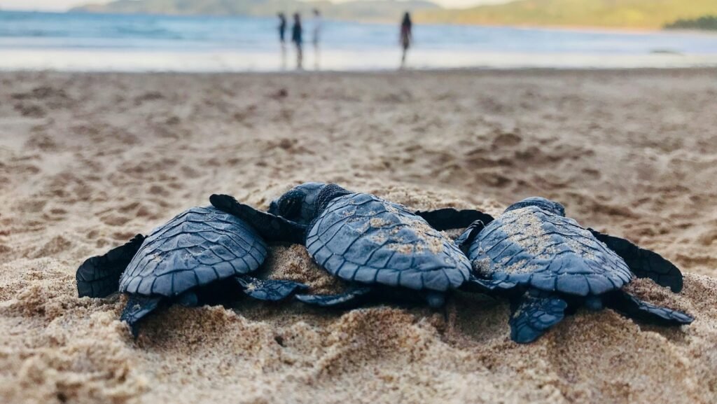 ciclo de vida de las tortugas marinas