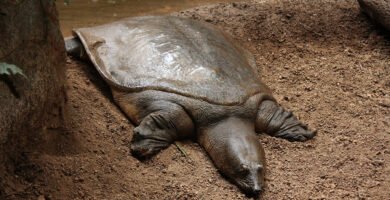 tortuga de caparazon blando del nilo