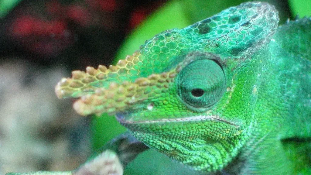 Camaleon Enano de Fischer