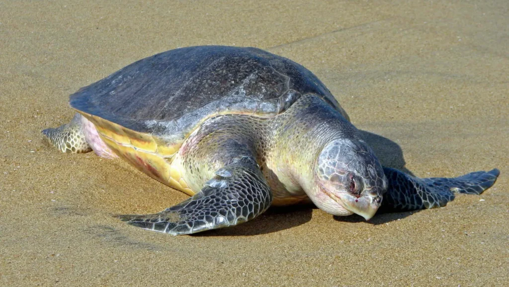 tortuga olivacea