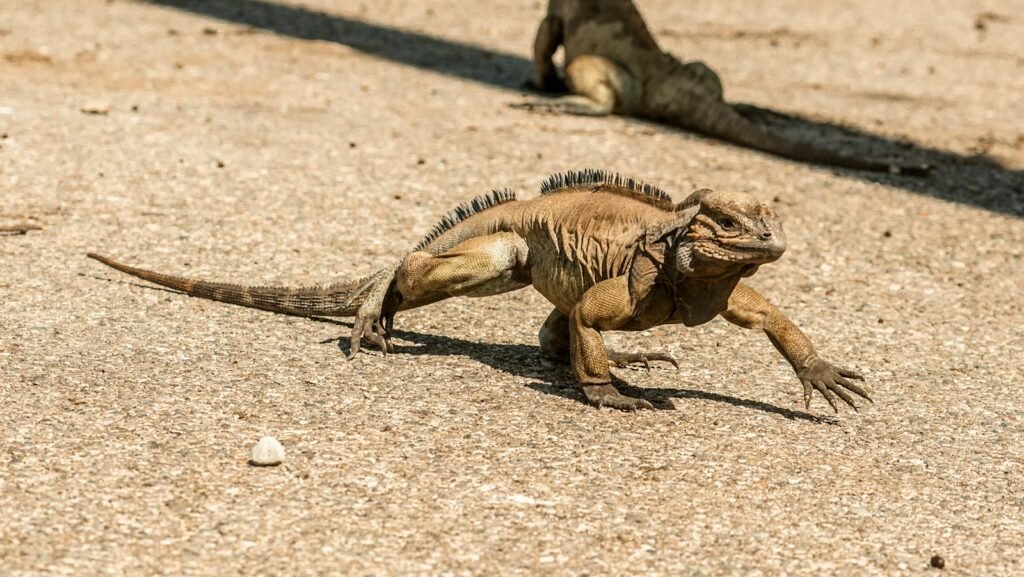 iguana de acklin