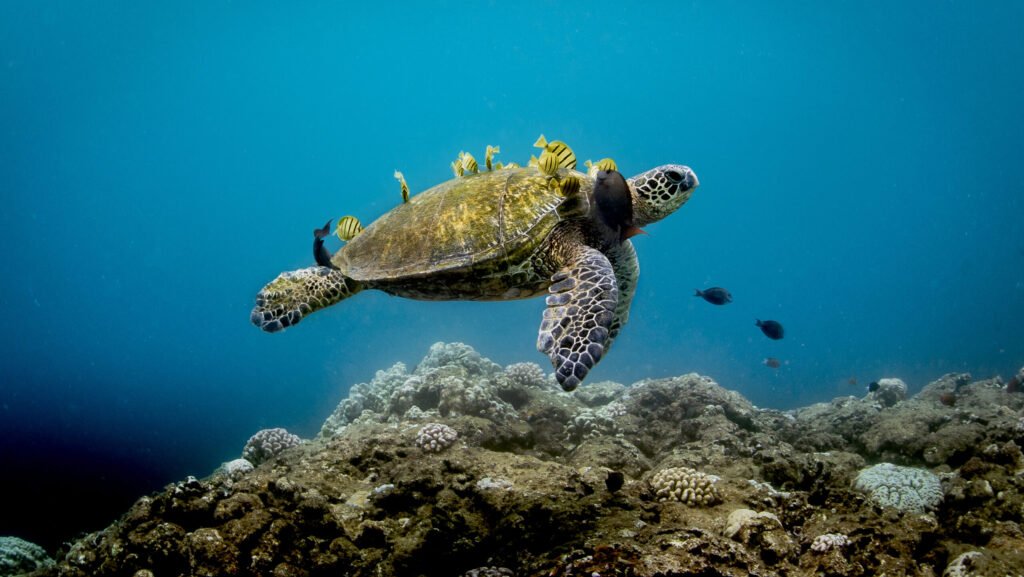 enfermedades de las tortugas