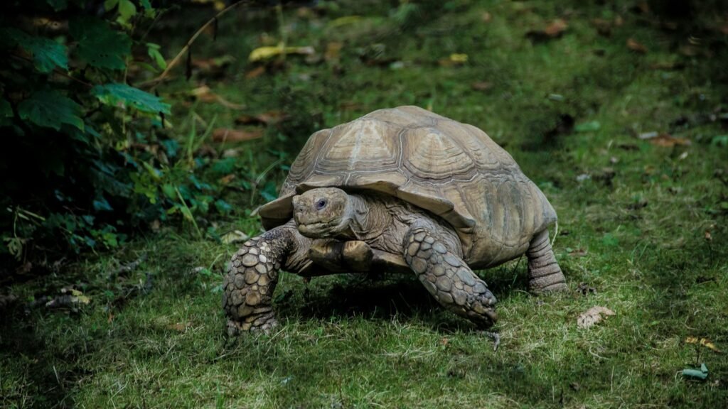 habitat de las tortugas terrestres