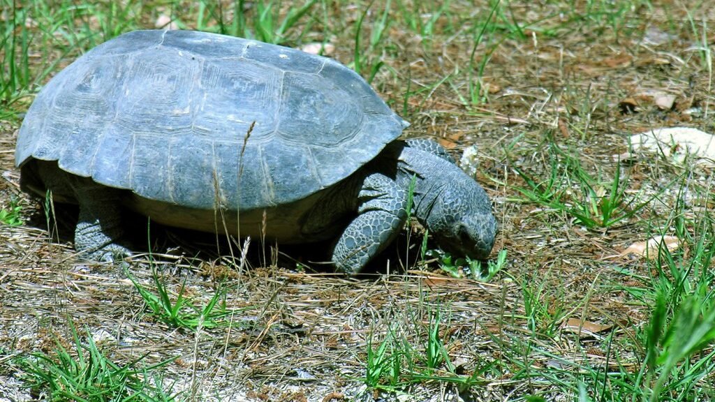 tortuga en el jardin