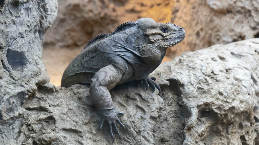 Iguana de acklin