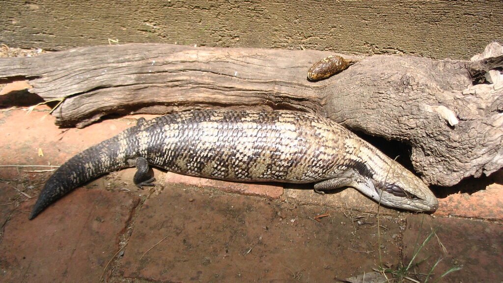 alimentacion del skink de lengua azul