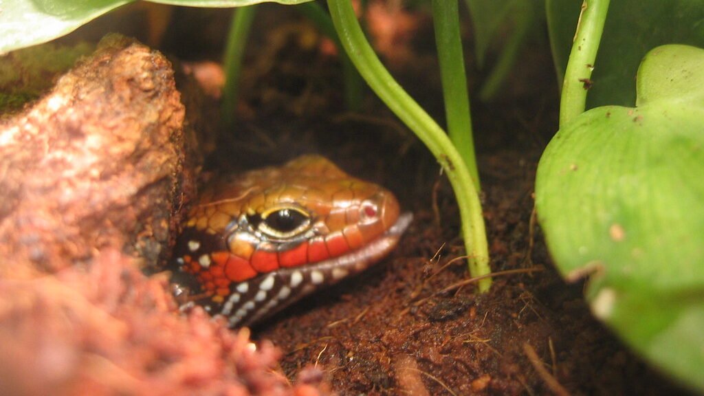 alimentacion del skink de fuego
