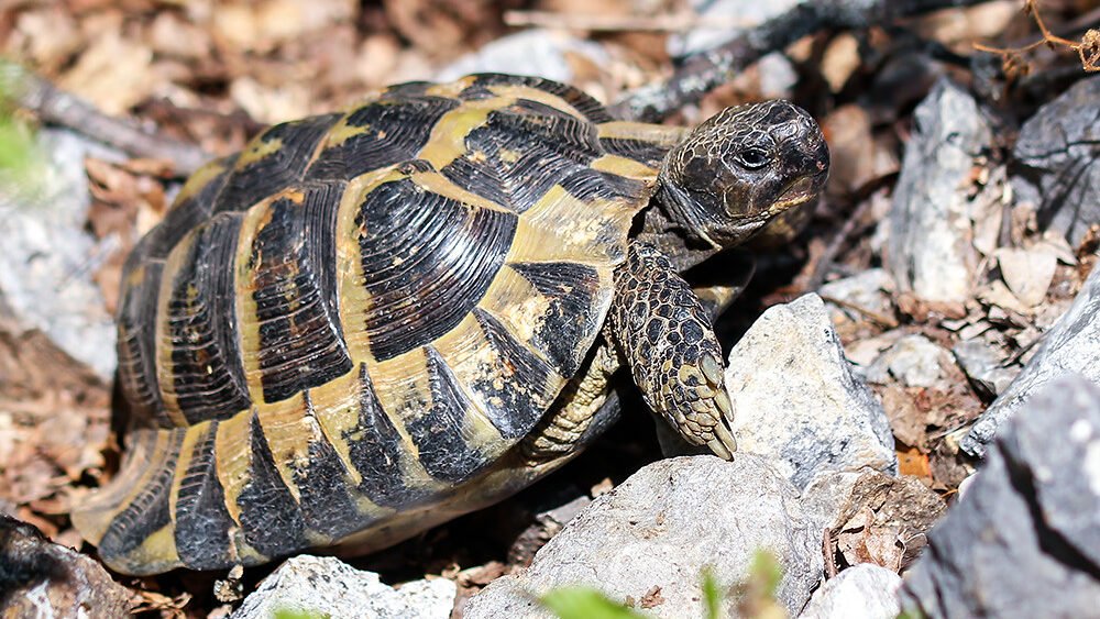 comportamiento de la tortuga de hermann