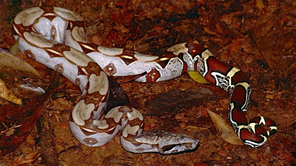 habitat de la Boa Constrictora