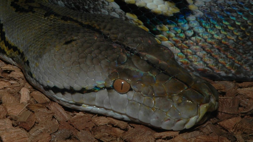 alimentacion de la piton reticulada