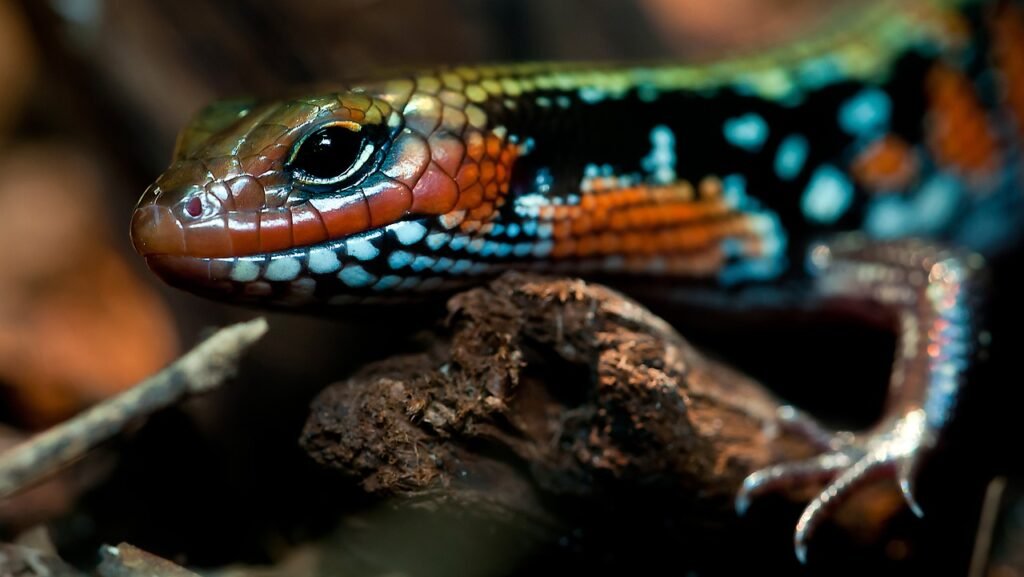 habitat del skink de fuego