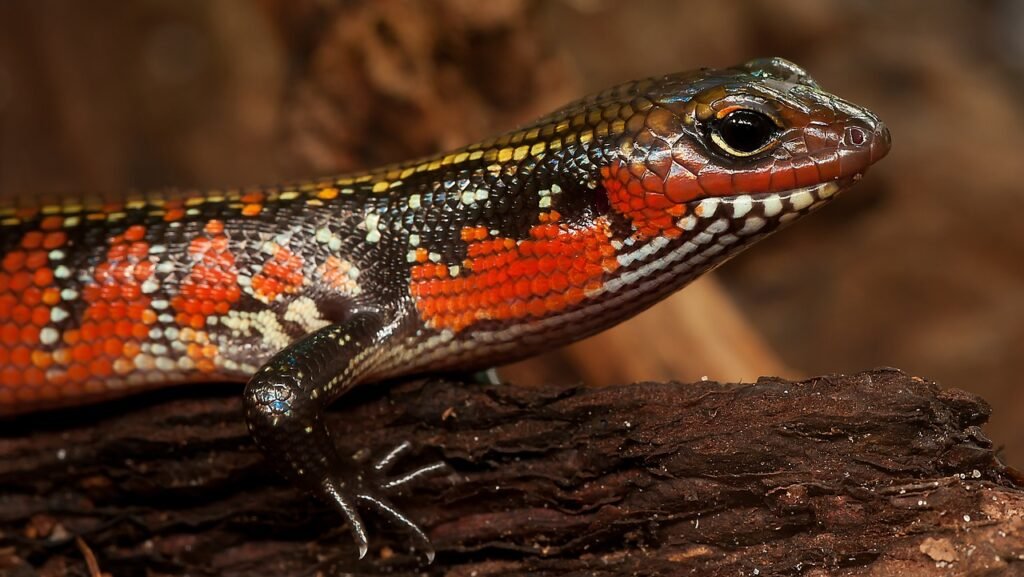 caracteristicas del skink de fuego