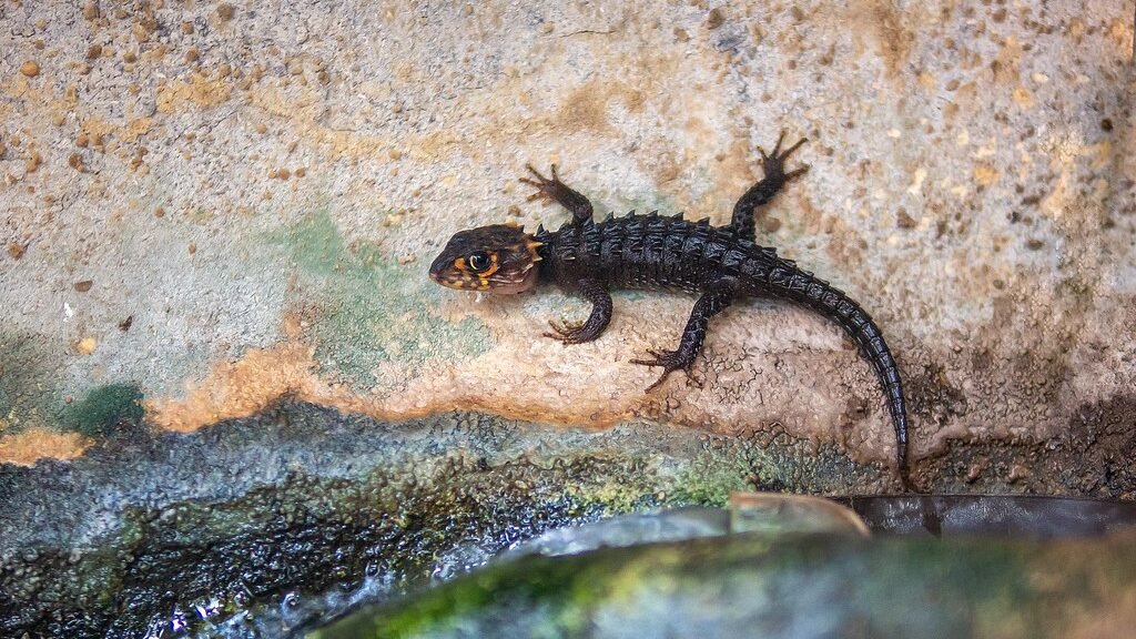 habitat del skink cocodrilo