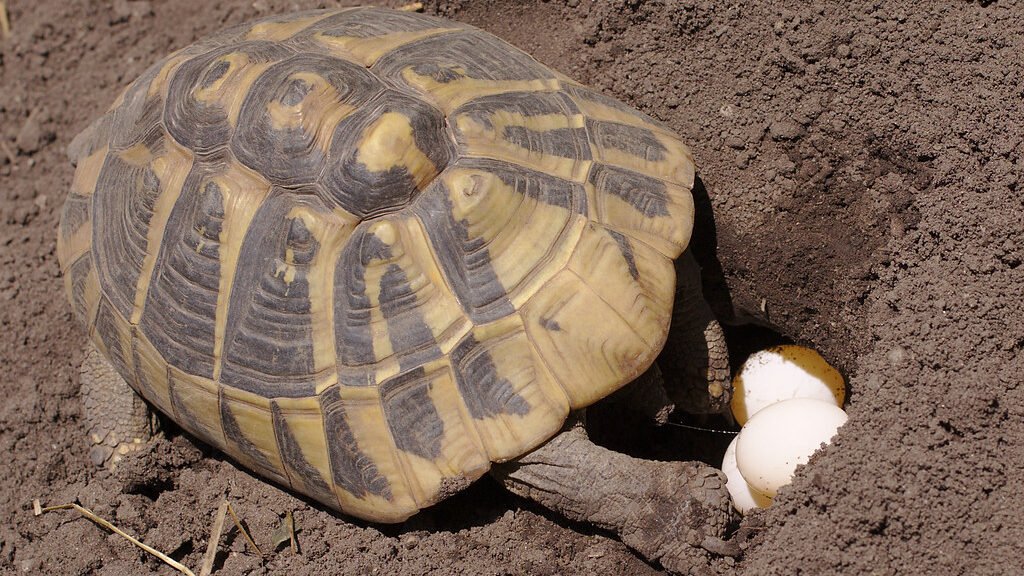 alimentacion de la tortuga de hermann