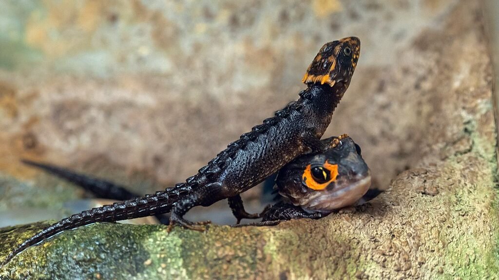 reproduccion del skink cocodrilo