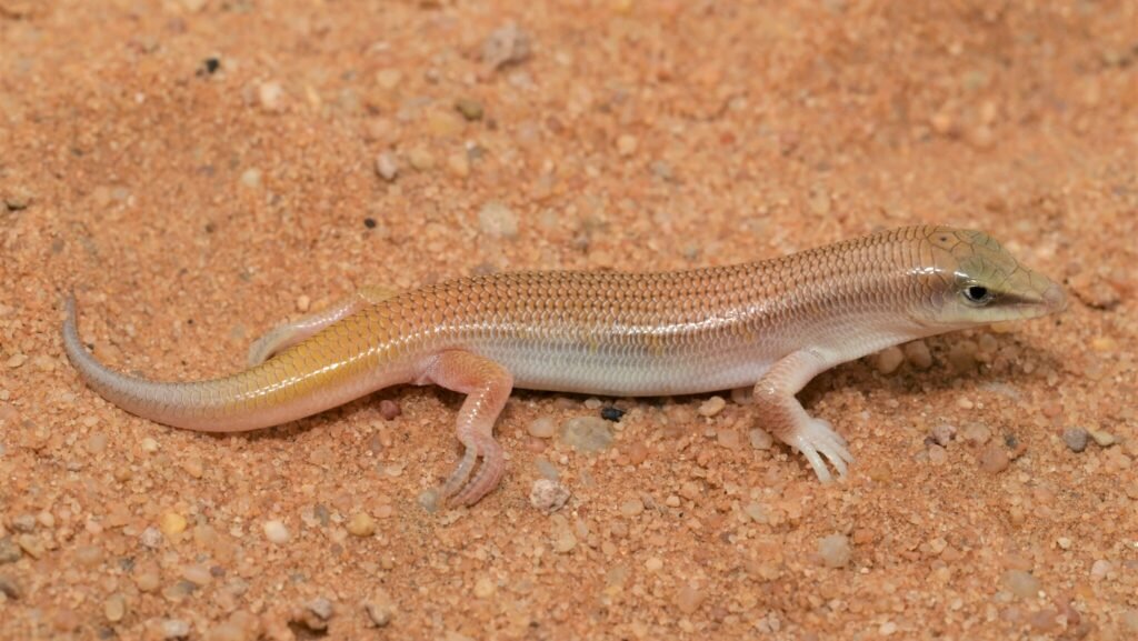 skink de arena