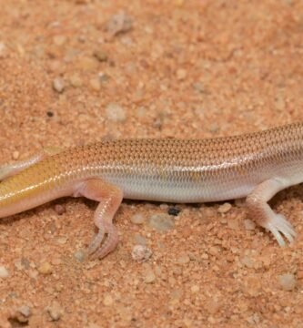 skink de arena