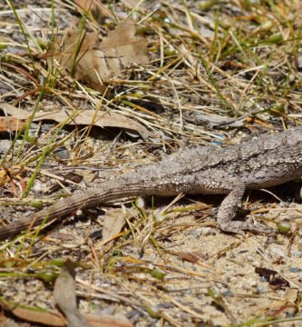 Dragon barbudo del oeste