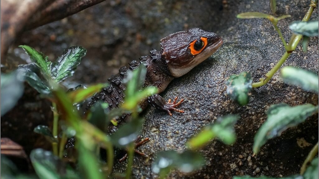 caracteristicas del skink cocodrilo