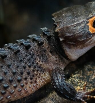 skink cocodrilo