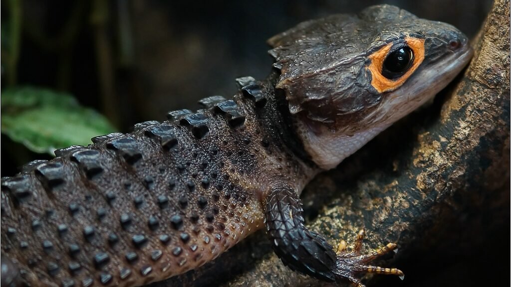 skink cocodrilo