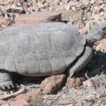 tortuga de desierto