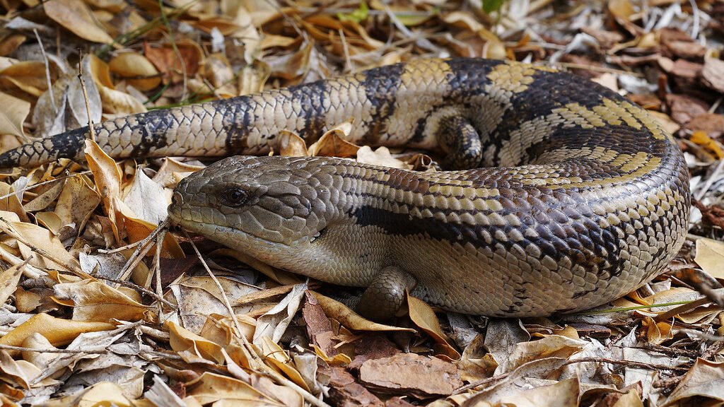 reproduccion del skink de lengua azul