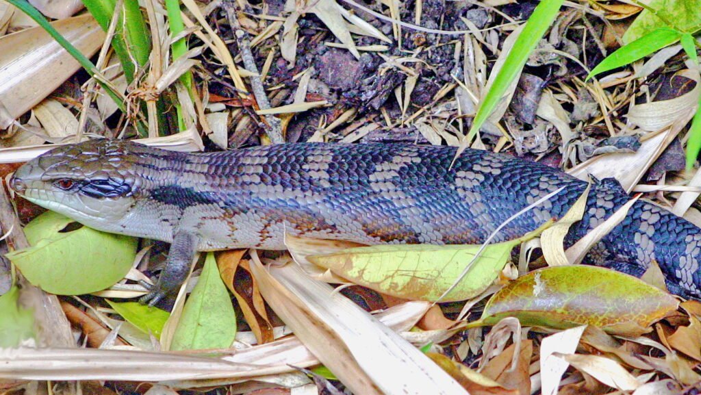 caracteristicas del skink de lengua azul