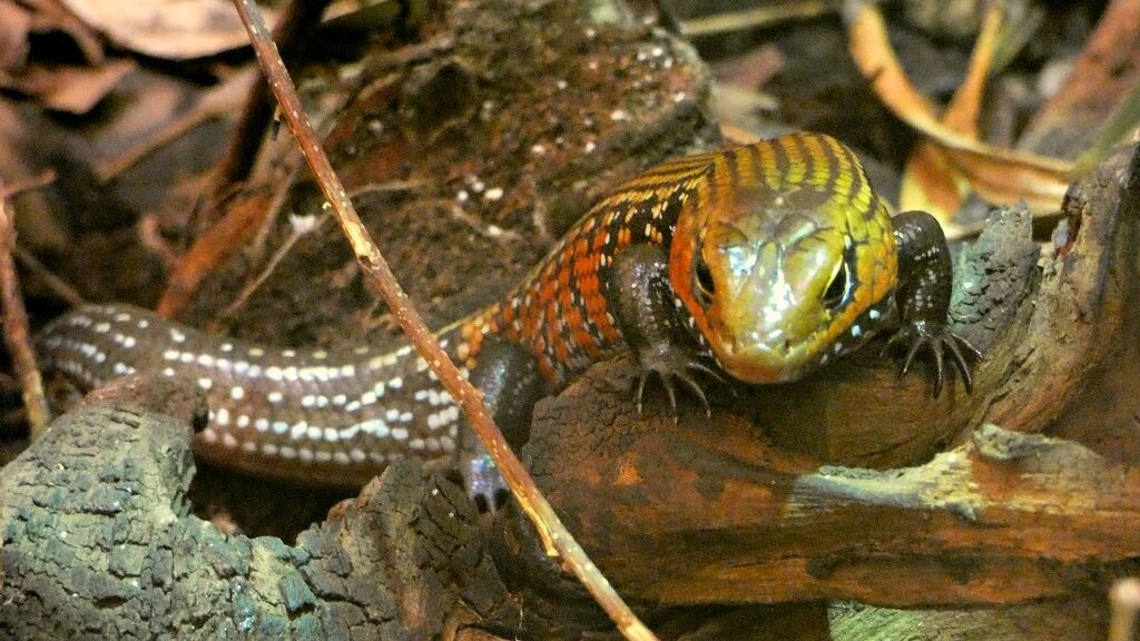 skink de fuego