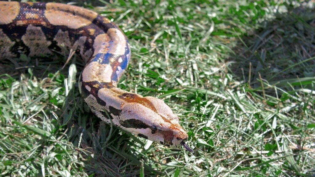 caracteristicas de la Boa Constrictora