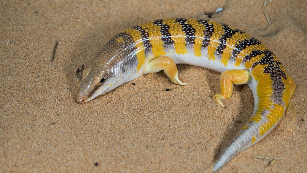 habitat del skink de arena