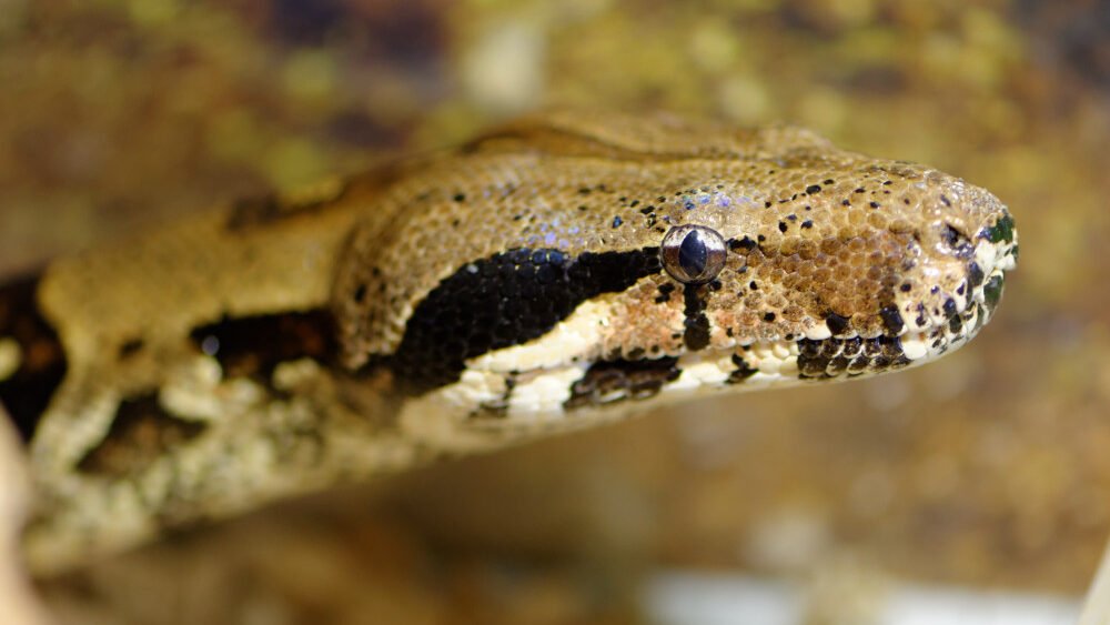 Boa Constrictora