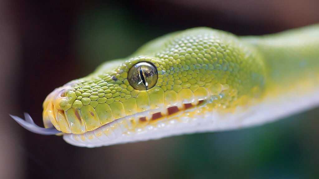 reproduccion de la piton verde arboricola