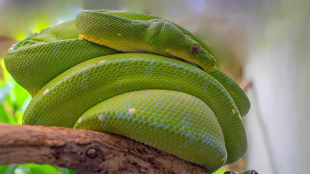 cuidados de la piton verde arboricola