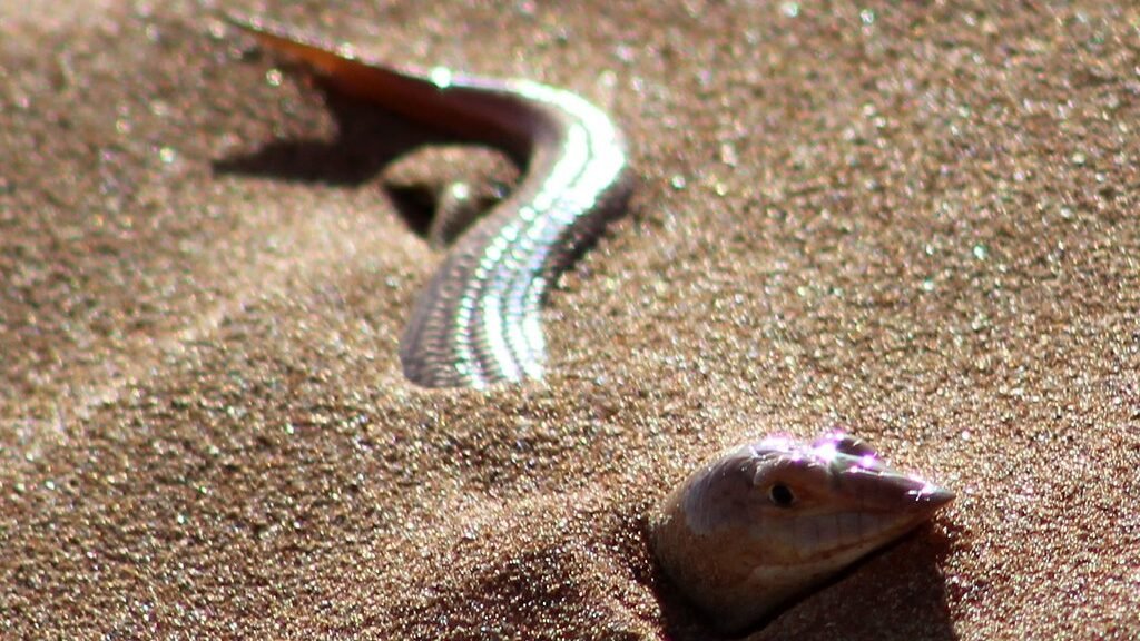 caracteristicas del skink de arena