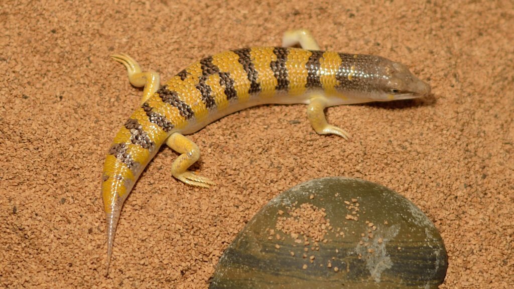 alimentacion del skink de arena