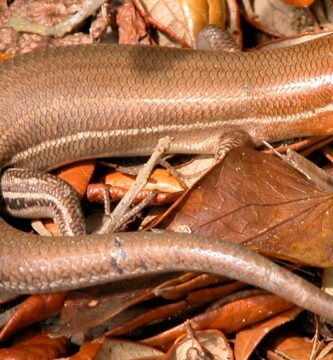 Skink de Schneider