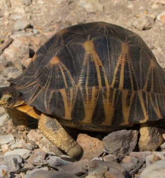tortuga radiada