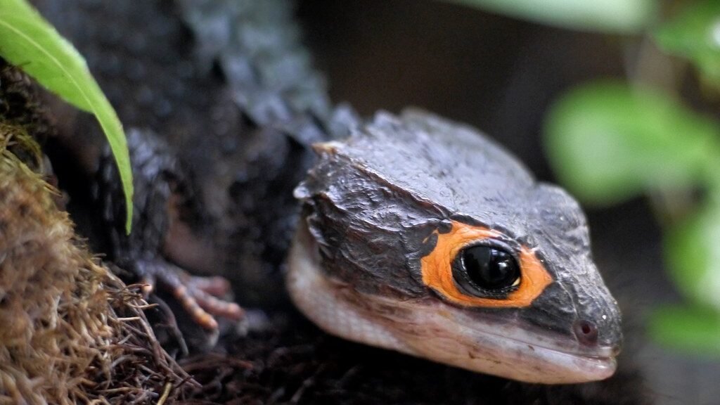 cuanto vive un skink cocodrilo