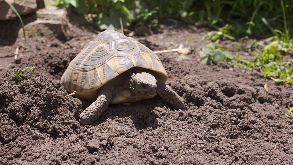 caracteristicas de la tortuga de hermann