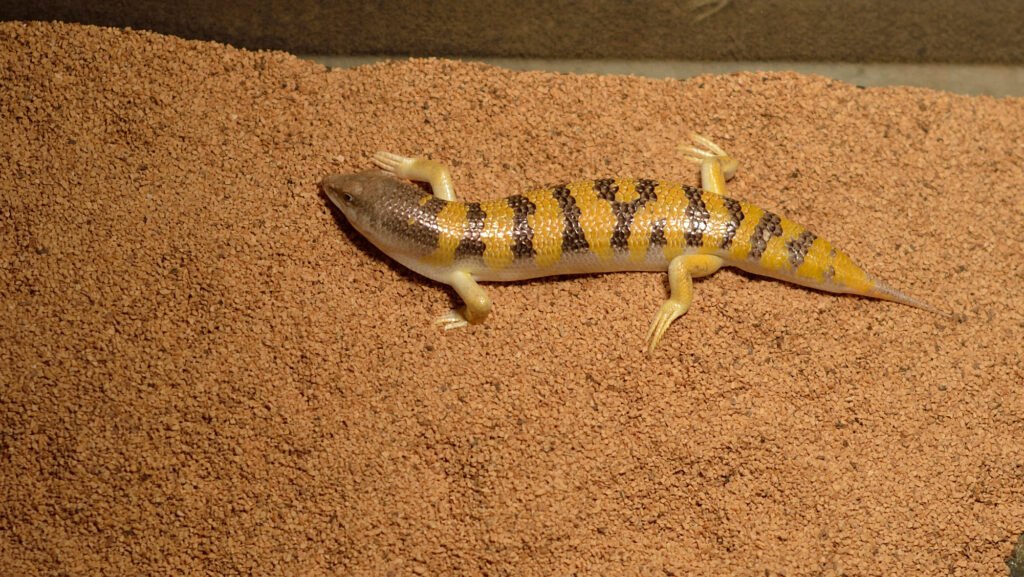 comportamiento del skink de arena