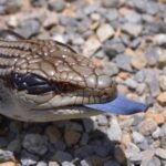 skink de lengua azul