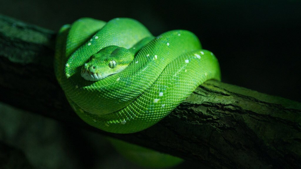 piton verde arboricola