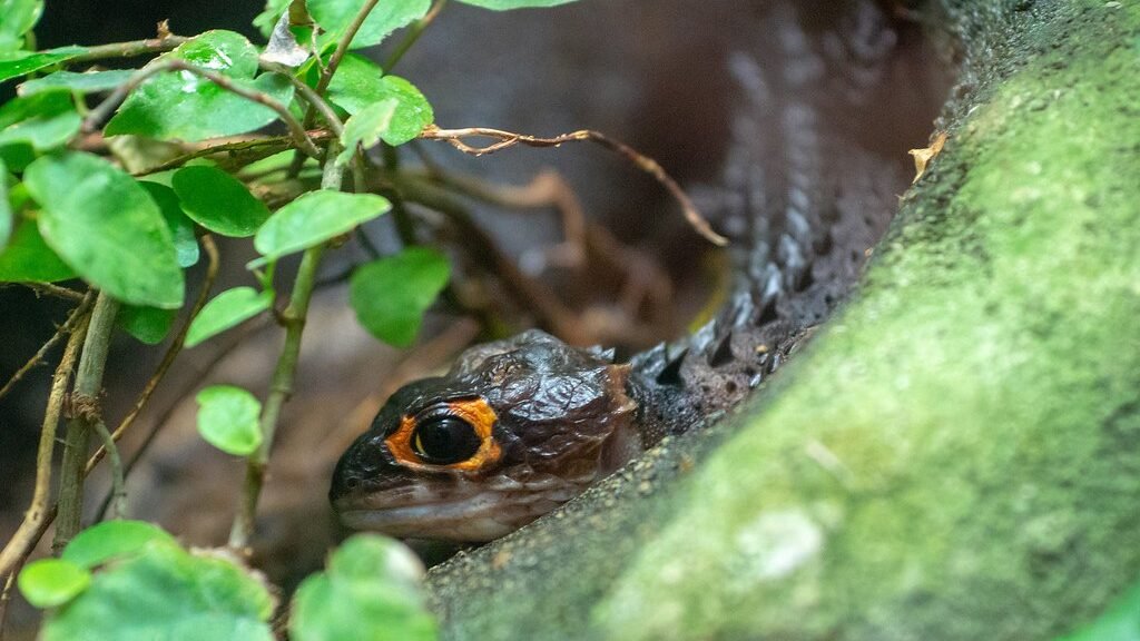 alimentacion del skink cocodrilo