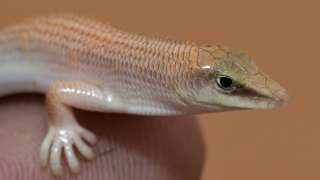 cuanto vive un skink de arena