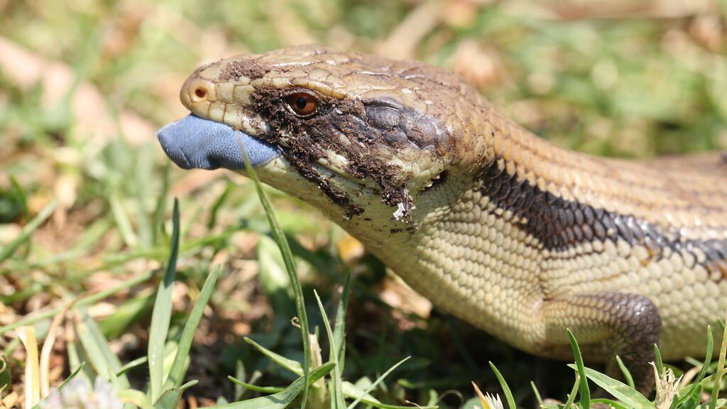 cuidados del skink de lengua azul