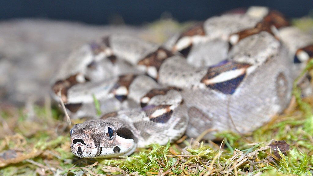 cuidados de la Boa Constrictora